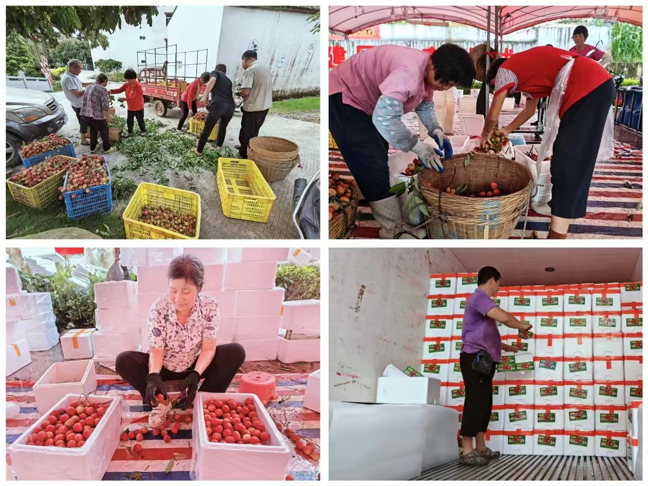荔枝銷售.jpg